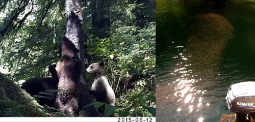 krill and cubs