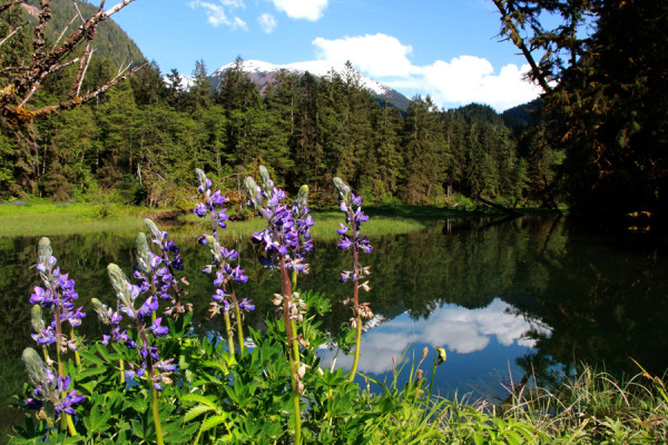 lupins